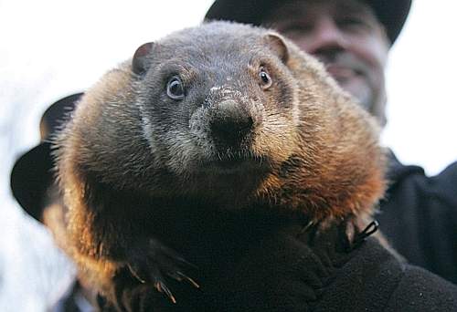 Weather prognosticating groundhog Punxsutawney Phil makes his annual prediction on Gobbler's Knob in Punxsutawney Pennsylvania