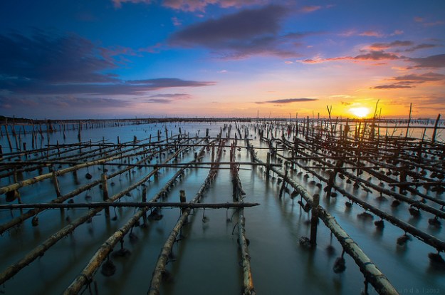 Oyster farm