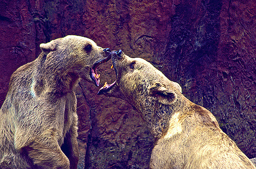 Bear fight
