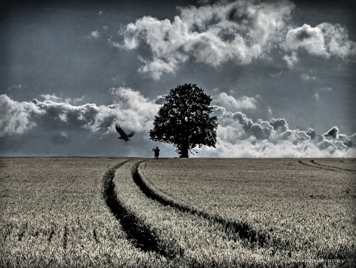 Tree and field