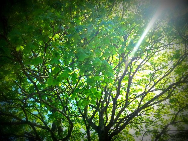 Sunlight through leaves
