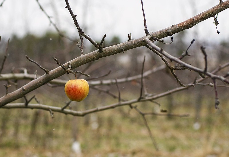 Apple alone on bare tree. Image by Rodger Evans