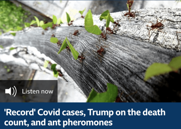 'Record' Covid cases, Trump on the death count, and ant pheromones
